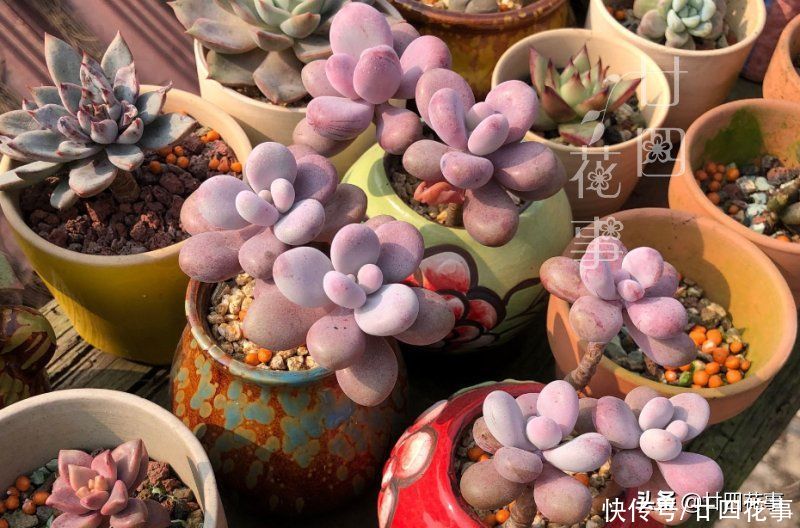 浇水|三伏天养多肉,要面临“3关”,闯过去美成仙肉,闯不过去收空盆