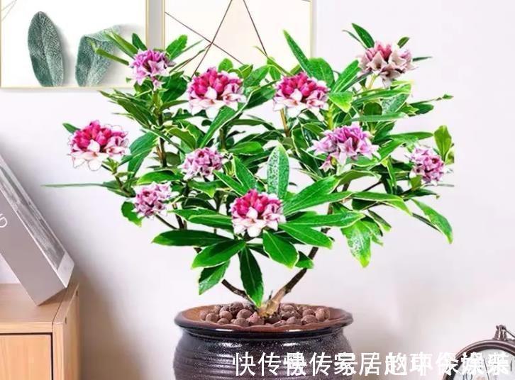 茶花|十月不知养啥花?看看这六种,好养又漂亮,可以放心入手