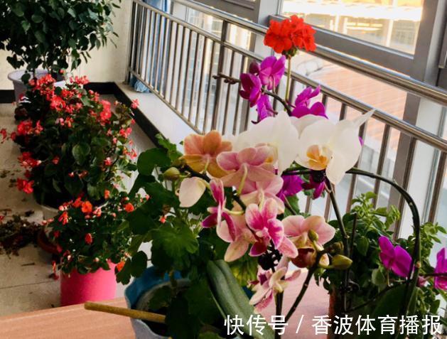 朱顶红|这些“老话”通俗易懂,能叫养花人少走弯路