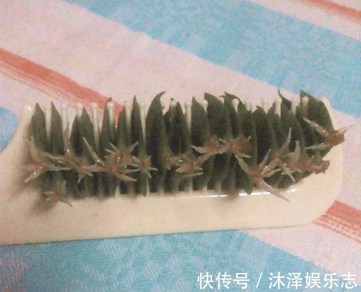 梳子居然也能养花把蟹爪兰插上去，蹭蹭冒白根！