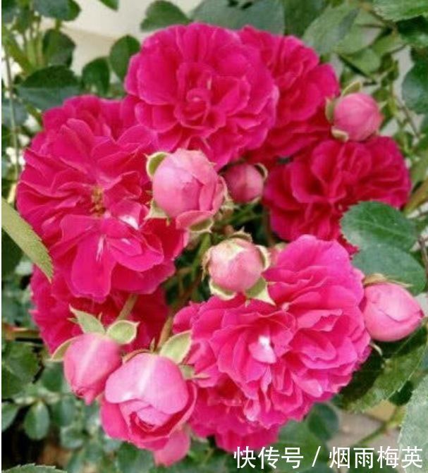 4种花是爆盆能手,好养漂亮,开超超美,人见人爱