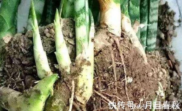 虎皮兰|打开虎皮兰这个神秘机关,生长冒芽摁不住,还不知道的赶紧了解