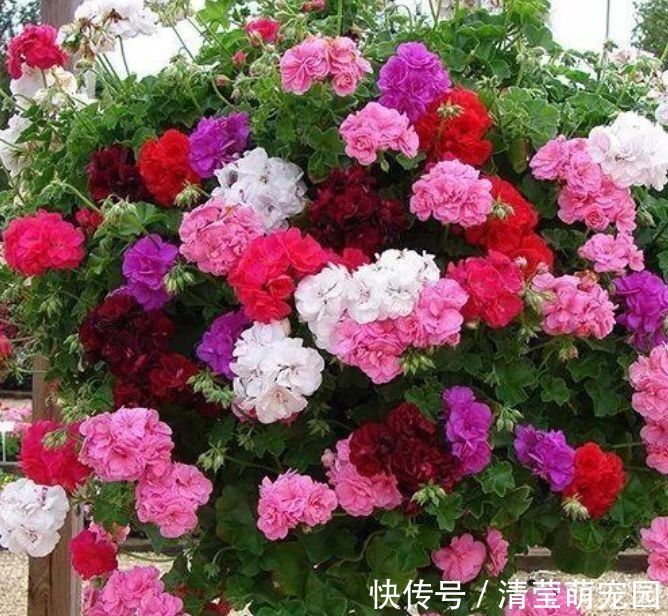 便宜又好养的花,10元2盆养家里,花色鲜艳,适合种在庭院观赏