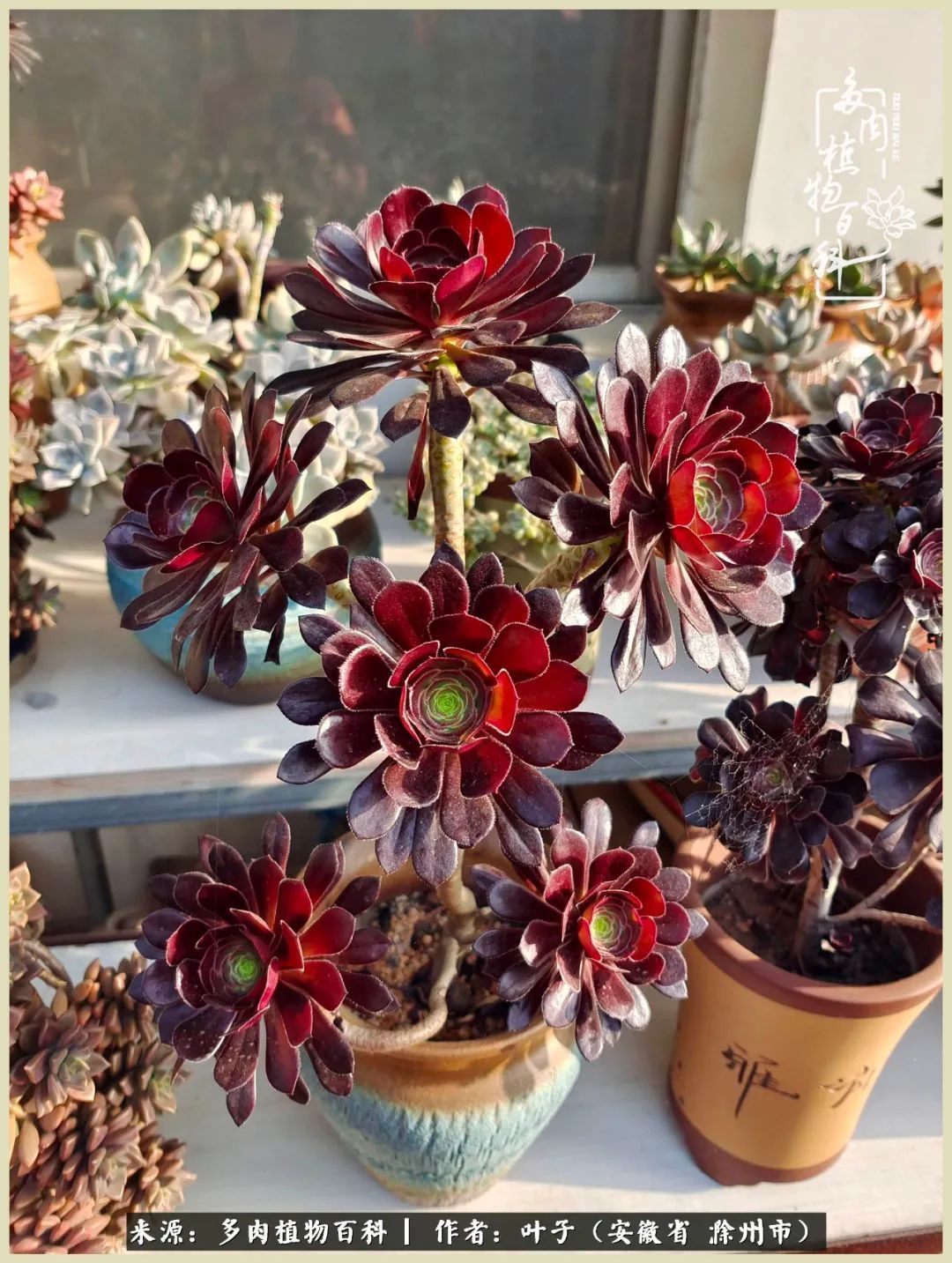 多肉相伴的美好时光，对多肉已是痴迷入骨！