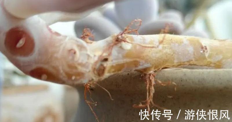 多肉长气根危害大,弄清这些原因,对症下药不用慌