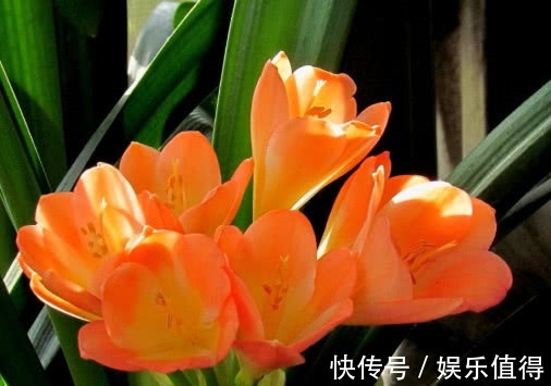 君子兰怎么换盆教你3个小步骤，换盆后长势旺盛开花多