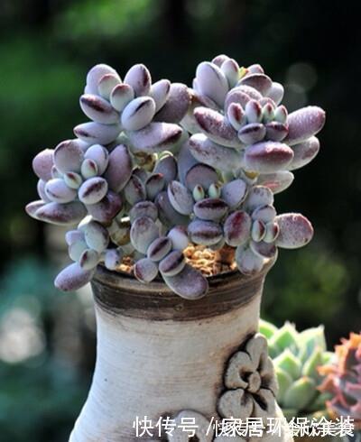 乒乓|捡了一棵“秃顶”的多肉乒乓福娘,养2年完美逆袭,美呆了