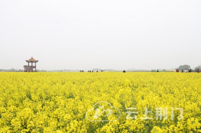 诗与油菜花·甘小亦堪夸