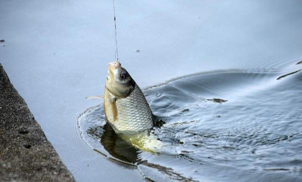 钓鱼高手分享的诱饵秘诀，跟着老钓手学饵料搭配注意事项！