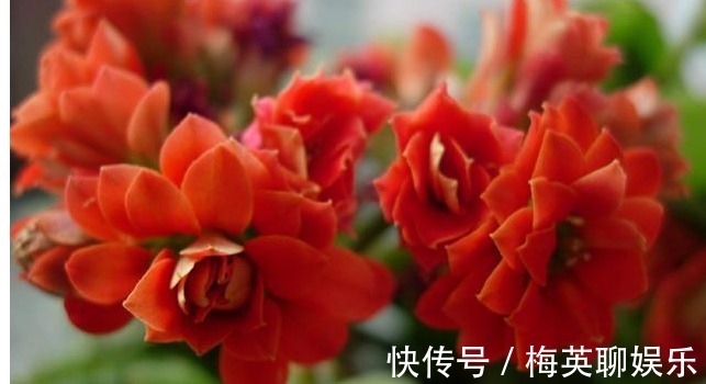 花球|养护长寿花，你得知道以下几个小技巧，开成花球，其实很容易