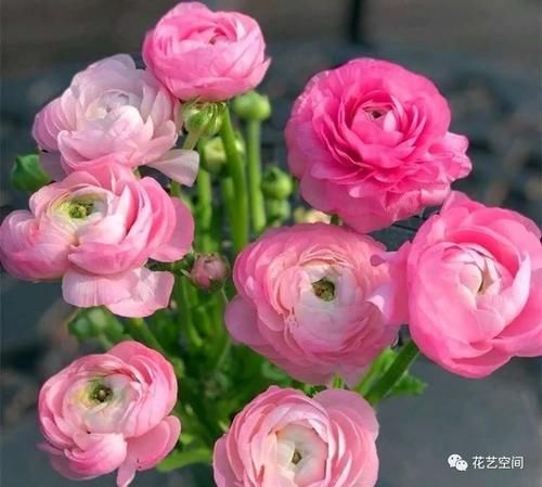 最美“芹菜花”,土里埋两个爪子,3日爆芽,养着养着就开满盆!