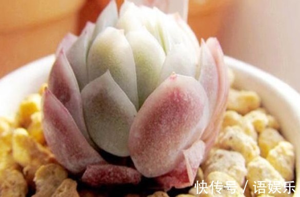 多肉|新手养花,入手这“3种”多肉,好看又易活,一年四季爆盆不断