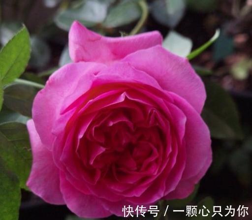 有香味的月季才有灵魂,优秀的浓香月季品种推荐