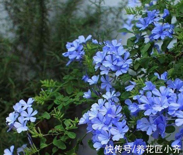 花墙|蓝雪花可以做棒棒糖，也能做“花墙”，记住4步，持续开花大半年