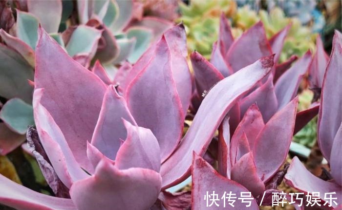 叶绿素|多肉植物为什么会变色?科学家的养肉秘籍,4招教你给多肉上色