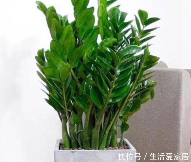 3种“旺运花”,吉祥添富贵,旺运又招财,财源滚滚