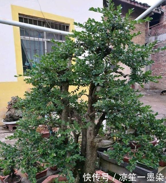 野外一种“脱皮木桩”称为“富贵之木”,养成盆栽,价格让人窃喜!