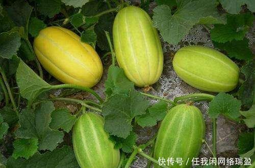 部位|甜瓜比西瓜更值得吃, 好吃不胖, 但小心它这个部位有剧毒!