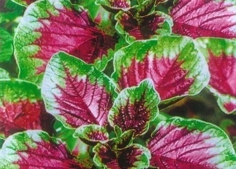 清热解毒|农村这些野菜,美容驻颜、滋阴润燥、清热解毒,怕老就吃它