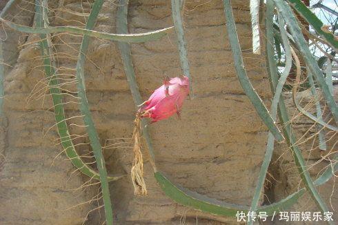 下头|一棵仙人掌,开出“大荷花”,插一根枝条,上头下头都“冒根”