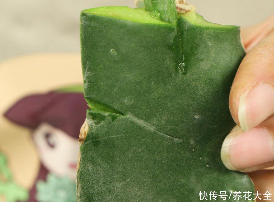 嫁接|养了30年的玉树，扦插开出9色花，快来沾沾喜气