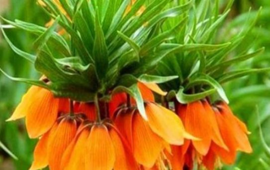 女性|女性到了中年常吃3种食物,营养丰富,排毒清肠,不容错过