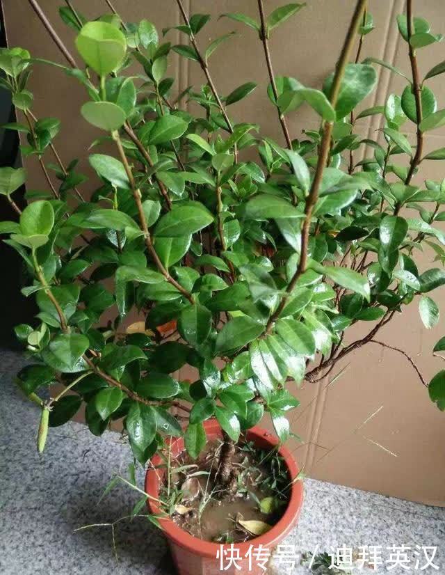 成活率|银丝茉莉换盆极品攻略，缓苗快，开花超级多