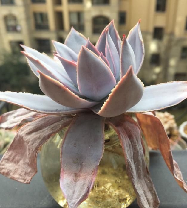 土培|多肉丢水里好度夏,叶子疯狂吸水,几天就变胖了