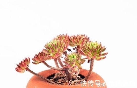 果冻|那些自带果冻色的多肉,它们可从来不让你失望!