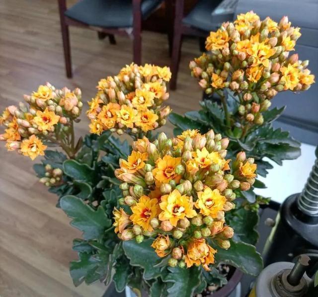 学会长寿花的一个养护秘诀,花苞花朵一起长,开花到年后