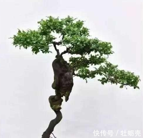 盆景欣赏:果红叶翠的金弹子就该这么玩,给你一种不一样的风格!