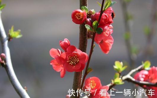 这种木瓜开花挺好看了,做成盆景搬回家