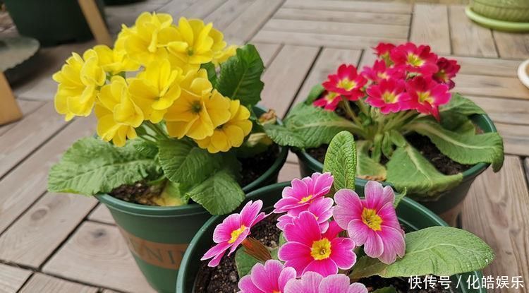 喜欢养花,不妨试试这几款,花朵开爆盆,花色绚丽多彩