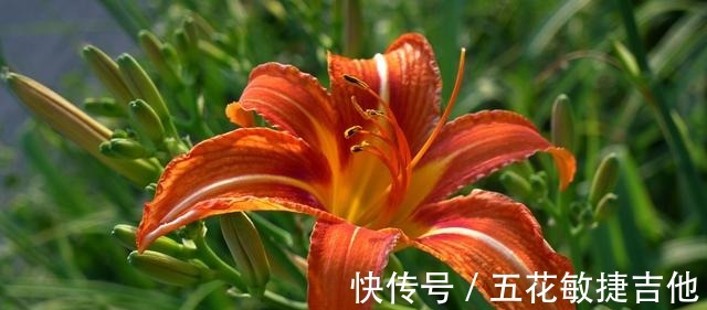 博物志|人称“忘忧草”，开花漂亮可盆栽却有毒，为啥在宴席上是主菜！