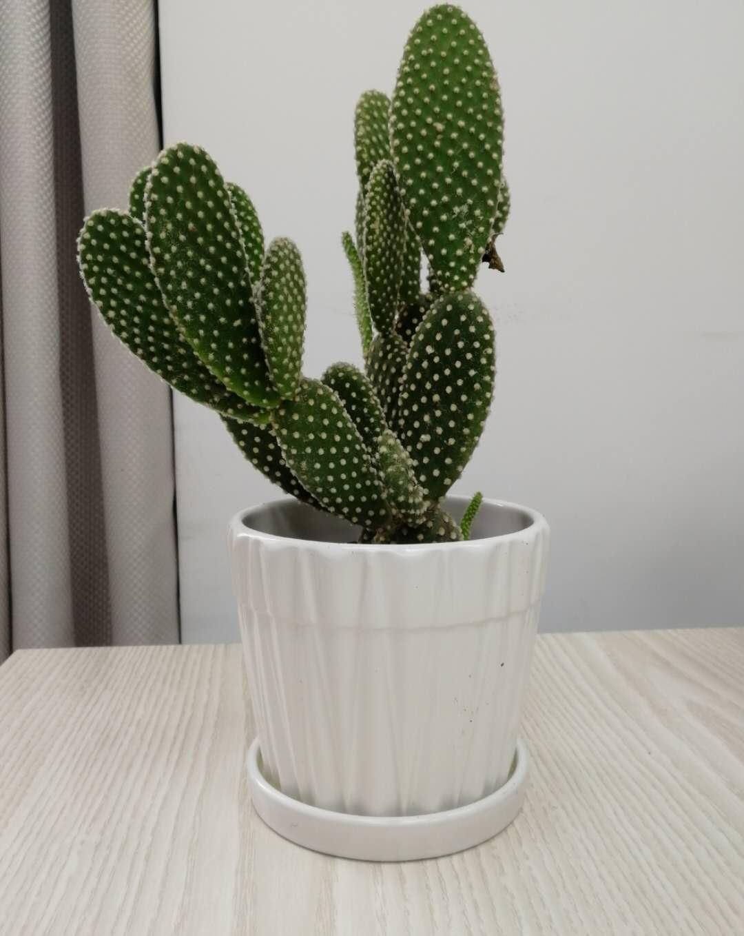 这3种花,最适合放在办公桌,赚钱容易没烦恼,提神又醒脑