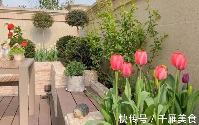 花色|4种花，名字里带“荷”却不是荷花，花美色丽，漂亮极了