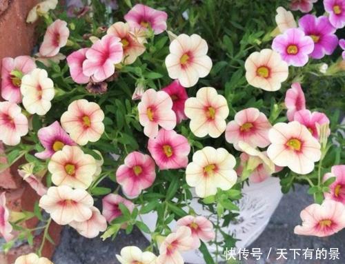 春天养花有3“忌”,及时避开花花长得旺,不然养一盆死一盆
