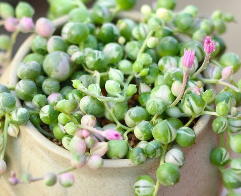 这些多肉可以吊起来养,超级好养活,放在阳台上养如瀑布般绚丽