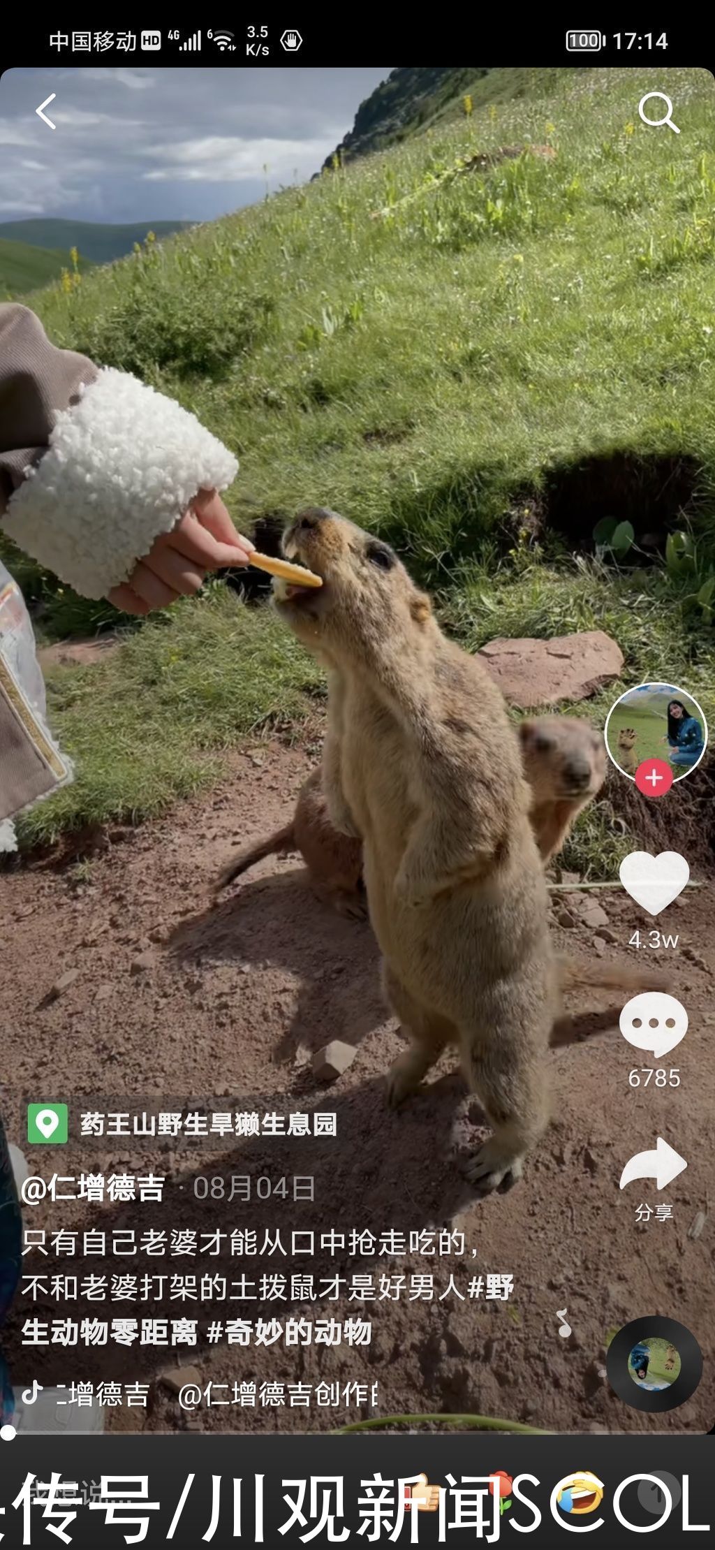 鼠疫菌|宁夏确诊鼠疫患者病情危重 专家:去川西北高原旅游别碰“萌萌哒”土拨鼠