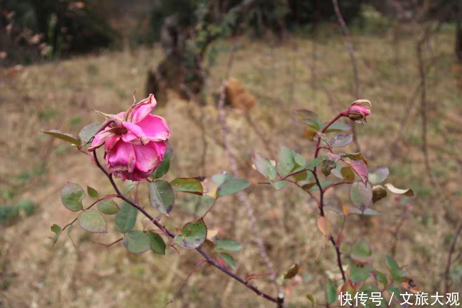 昆明冬日看花