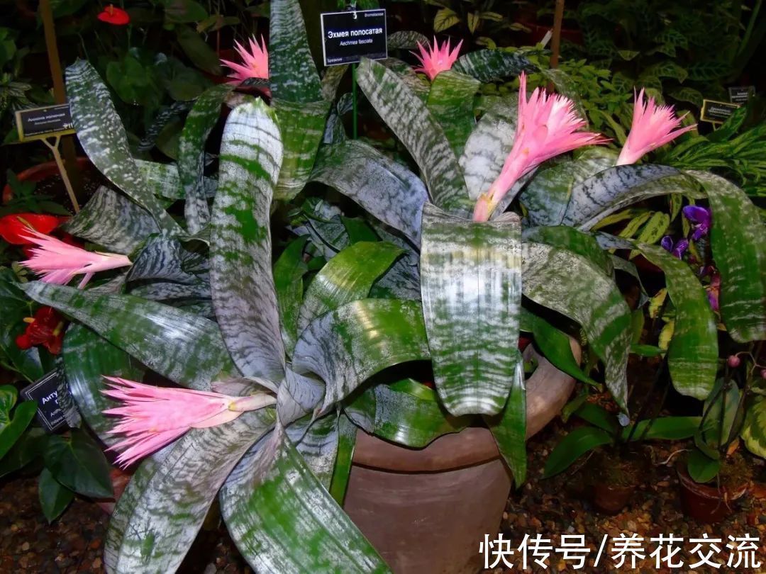 室内|15种可以在窗台上开花灿烂的室内盆栽,有散射光就能正常开花