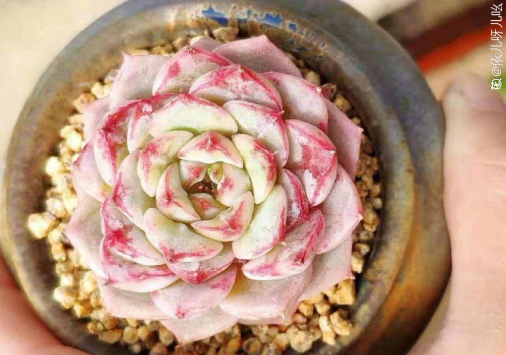 多肉植物盆栽:这种多肉越浇水越丑,不浇水反而胖成球