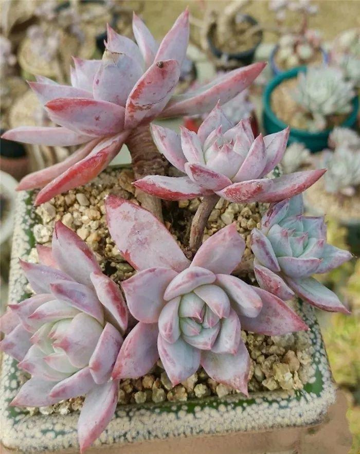 蓝鸟|多肉法师不但长得快,颜色艳品种多,越看越喜欢!