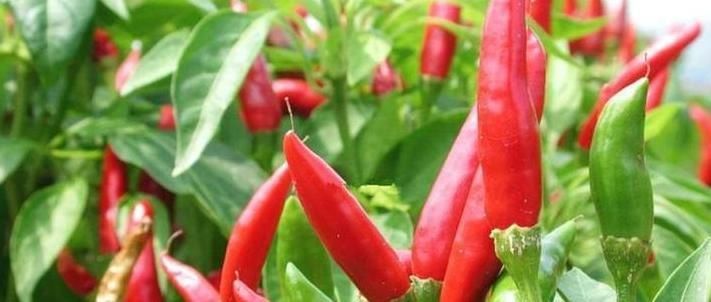 专家忠告炒辣椒不能放此物,吃了就是没病找病,现在知道还不晚