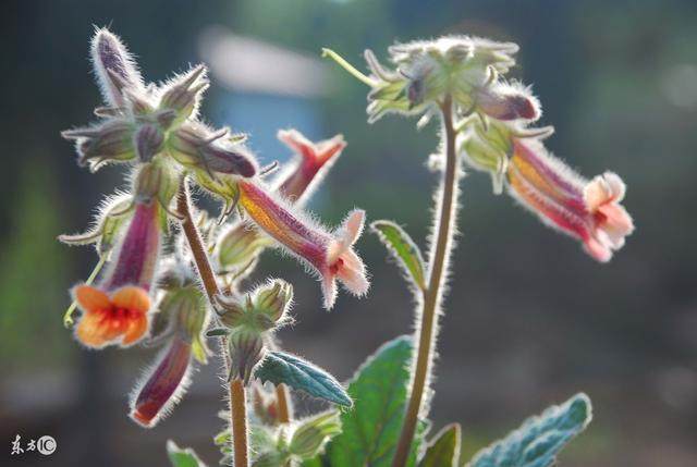 杂草|这五种农村常见的杂草,其实可都是名贵的中药!你都认识吗