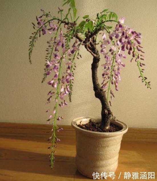 绣球花|有“3种花”,养在阳光下面,才能长得枝繁叶茂,夏季再晒也不怕