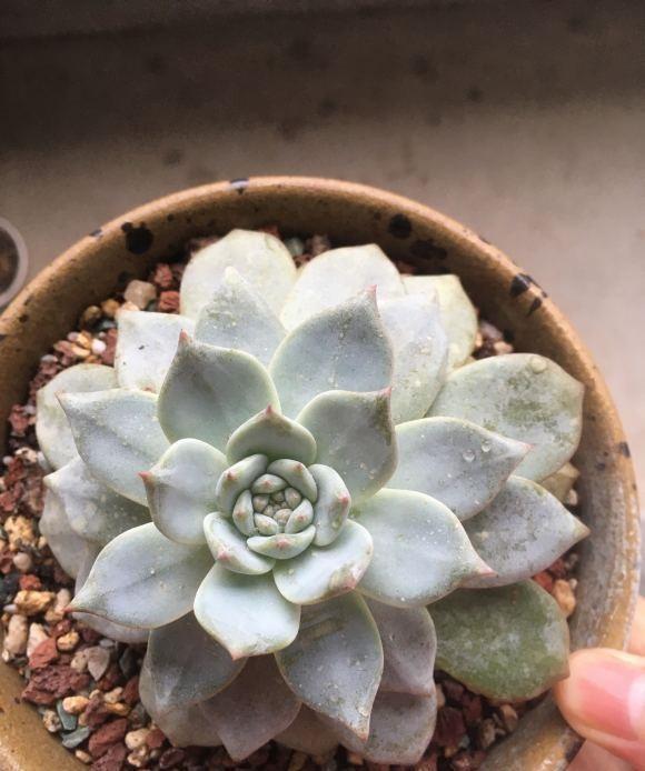 多肉植物叶子变白 多肉植物叶子变白