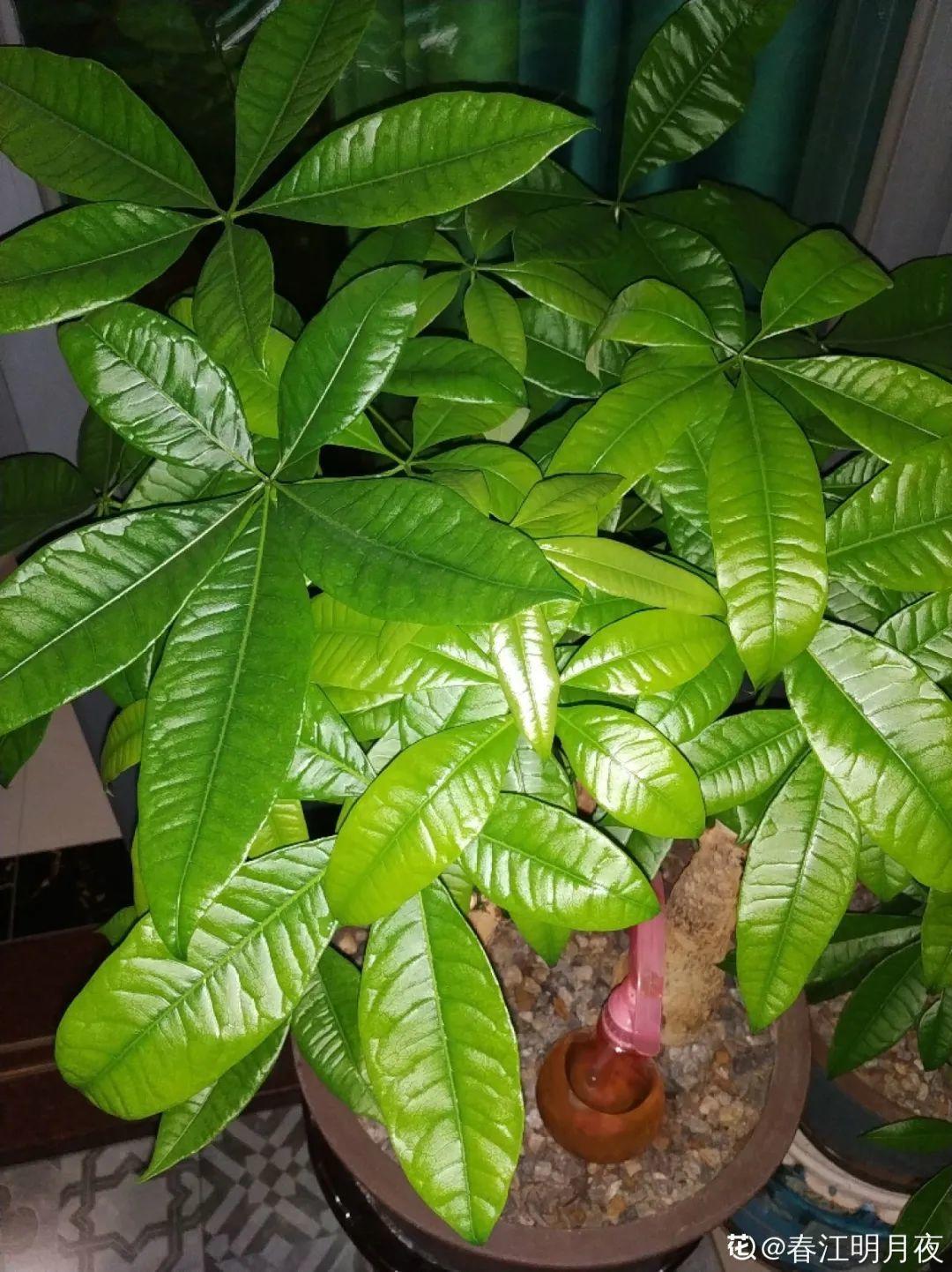 再穷也要养长寿花，寓意好、开花美，养人又养家！