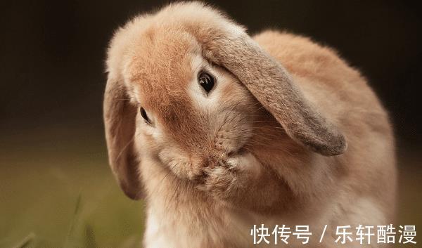 锦鲤|10个兔九个富哪四月出生的属兔人，厚积薄发，锦鲤翻身！