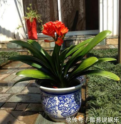 营养物质|家中的“旧电线”别乱丢,往盆里埋一点,花卉都喜欢,爆盆不止!